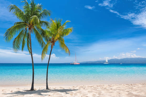 jamaica_beach_palms